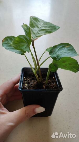 Маранта бьюти ким