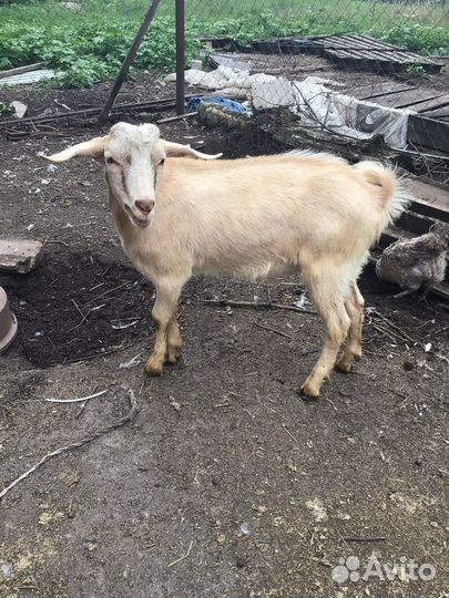 Молодые козлики