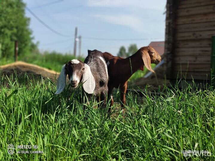 Англо-нубийские козлята