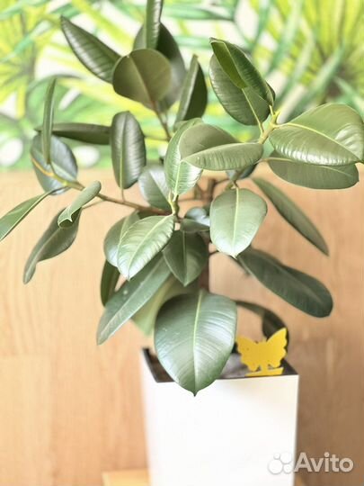 Фикус Эластика Робуста