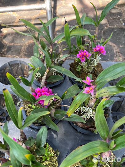 Дендробиум хибики