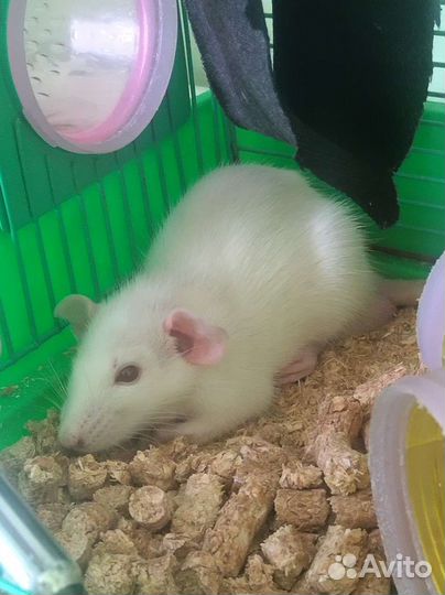 Крыса, мальчик