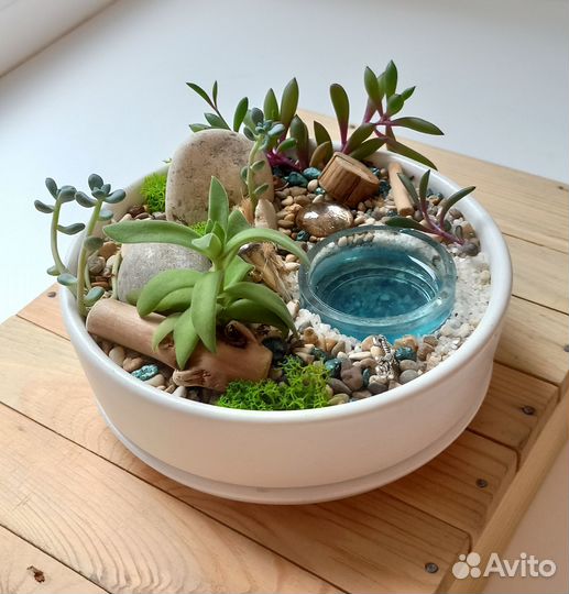 Композиция из суккулентов 