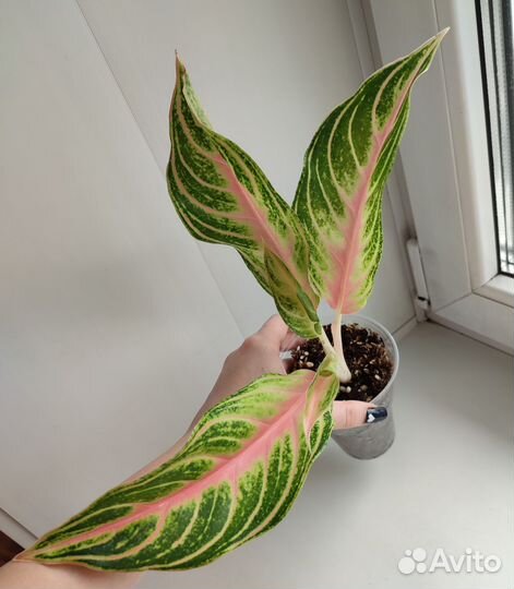 Аглаонема pink panama