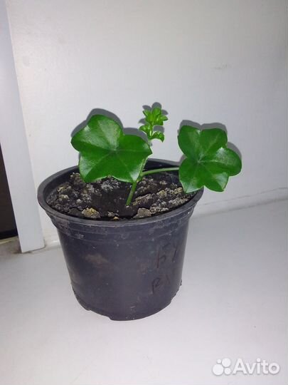 Ампельная герань