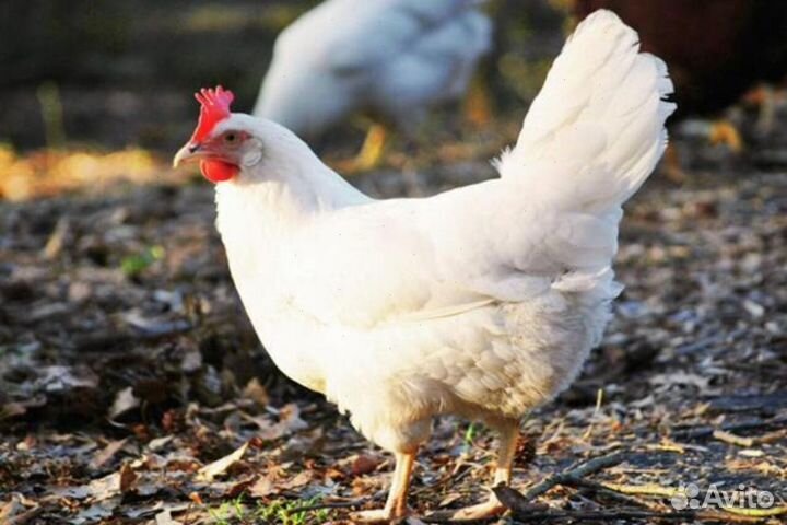 Куры несушки
