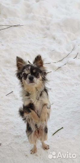 Шоколадная чихуа