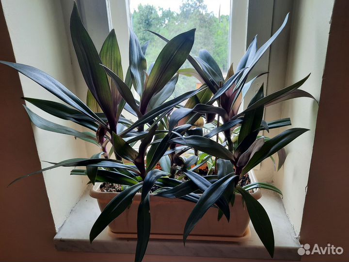 Традесканция Рео