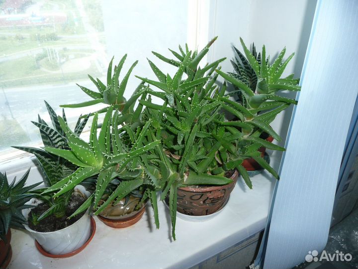 Цветы алоэ, хавортия, суккуленты