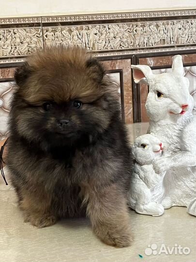 Шпицуля мальчик