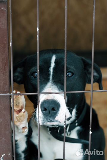 Собака с верными глазами