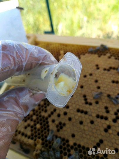 Маточное молочко нативное Челябинск