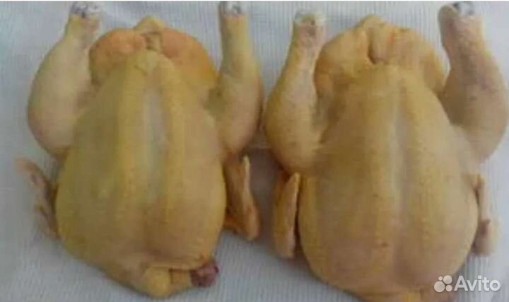 Куры домашние