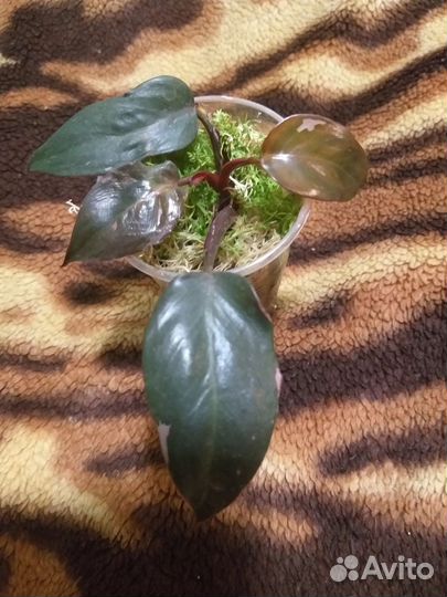 Диффенбахия, шизматоглотус, Калатея,филодендроны