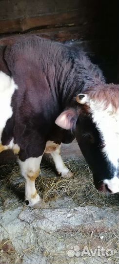 Коровы и быки