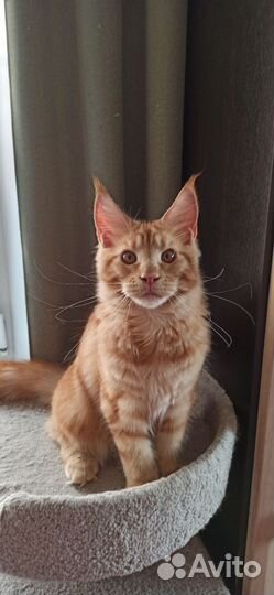 Котята мейн-кун