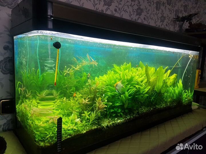 Аквариум