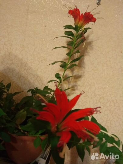 Продаю цветущее растение