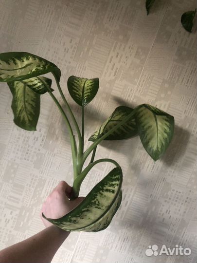 Диффенбахия сортовая верхушка