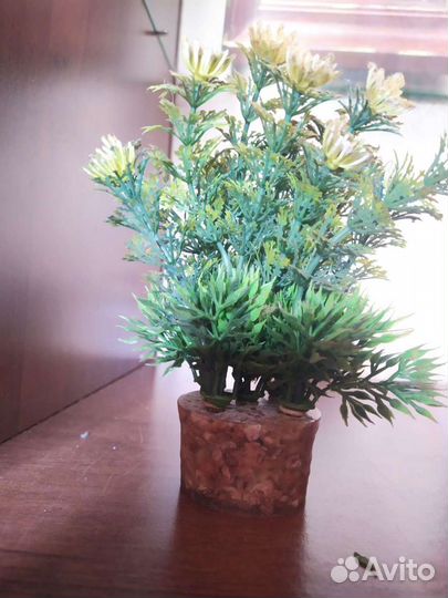 Флорариум водоросли для аквариума