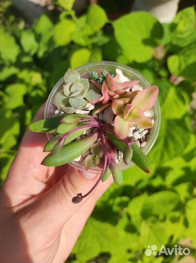 Суккуленты микс