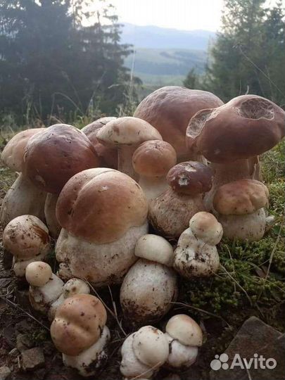 Брусника клюква боровик белый лисичка