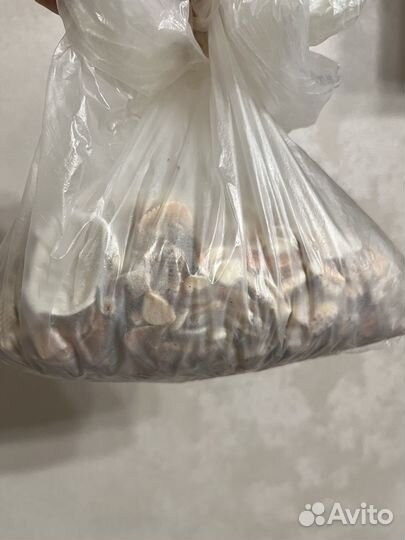 Ракушки морские мелкие