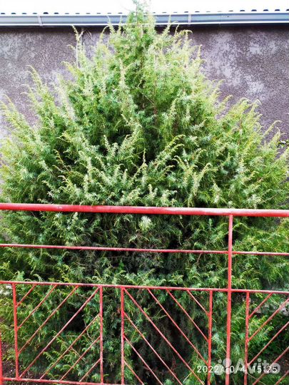 Можжевельник