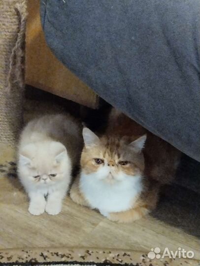 Персидская