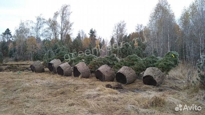 Крупномер Кедр 450-470см Премиум класс