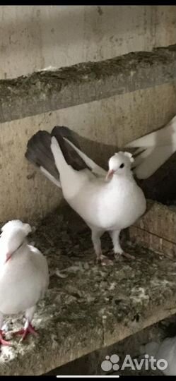Голуби бакинские