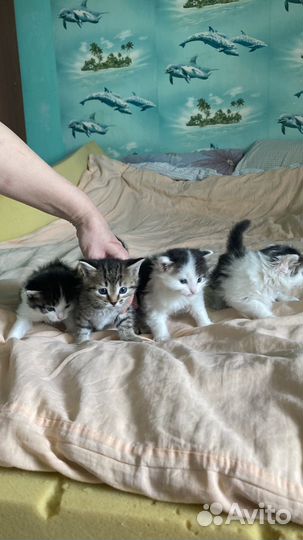 Отдам в добрые руки котят