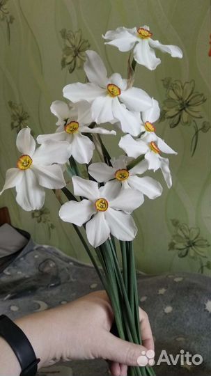 Луковицы нарциссов