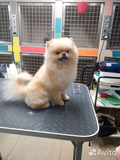 Груминг кошек и собак