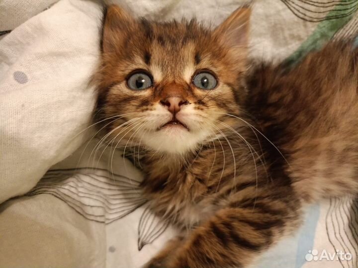 Котенок бесплатно