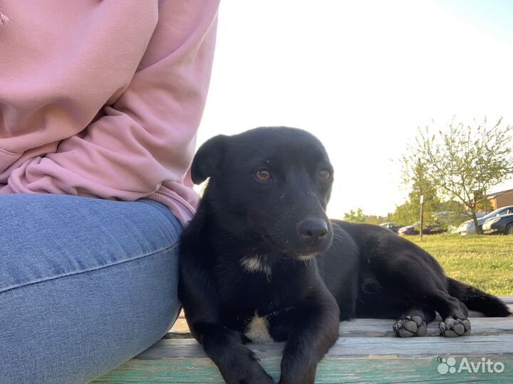 Потерялись собаки