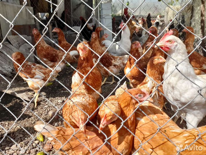 Курочки несушки