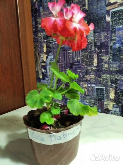 Пеларгония сортовая Eva Dabner