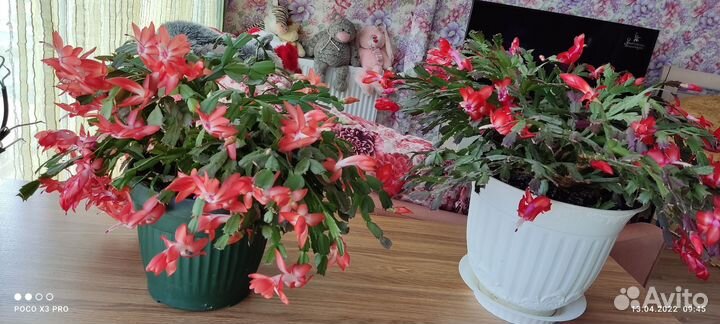 Декабристы,алоэ,розан,денежное дерево