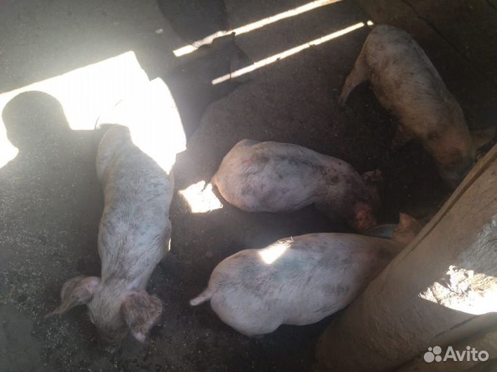 Поросята