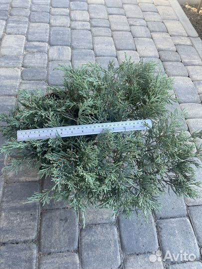 Можжевельники разных сортов