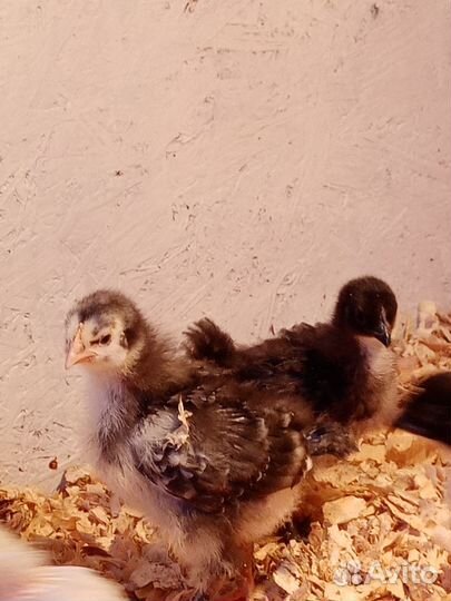 Цыплята ассорти