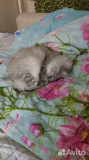Отдам кота в добрые руки
