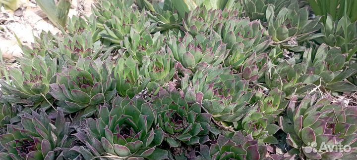 Каменные розы