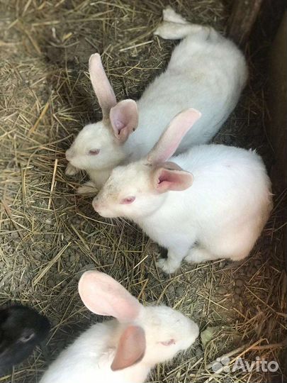Продам кроликов
