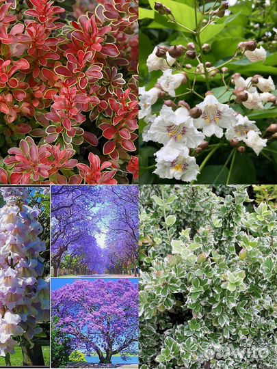 Цветы и кустарники