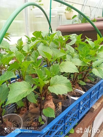 Рассада,цветы