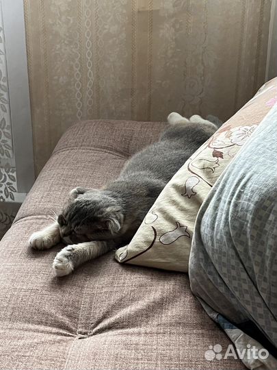 Кошечка вислоухая в добрые руки