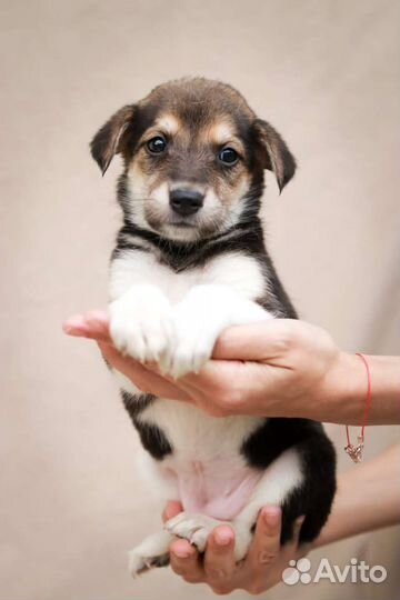 Манюня, 1.5 месяца, добрым людям, бесплатно