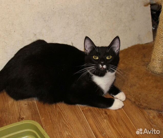 Котик Эрик - воин Фип. Приют